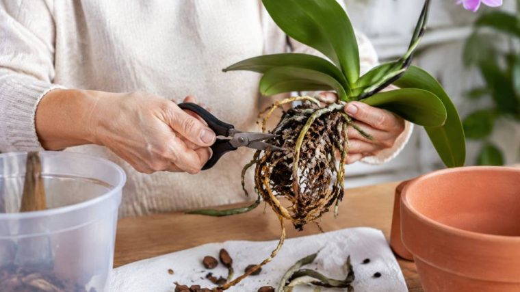 Rempoter orchidée racines pourries : les gestes essentiels pour sauver votre plante
