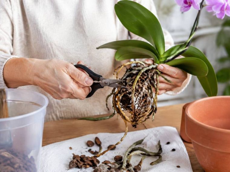 Rempoter orchidée racines pourries : les gestes essentiels pour sauver votre plante