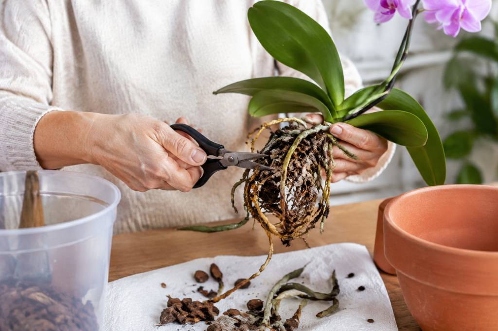 Rempoter orchidée racines pourries : les gestes essentiels pour sauver votre plante